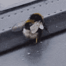 GIF of a bumble bee moving its butt