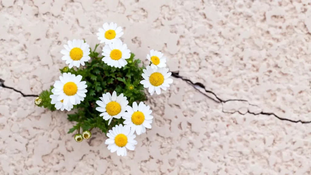 White and yellow flowers growing through concrete to represent the need to move beyond sustainability and towards regeneration